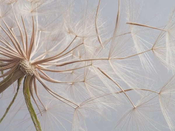 Fototapety Dmuchawce